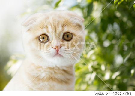 close up of kitten over natural background 40057763