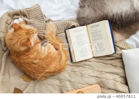 red tabby cat lying on blanket at home in winter red tabby cat lying on blanket at home in winter 40057811