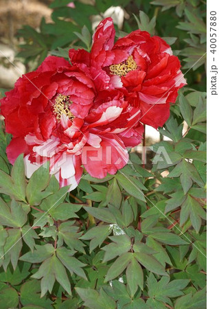 牡丹の花・島錦 40057880