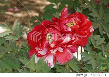 牡丹の花・島錦 牡丹の花・島錦 40057881