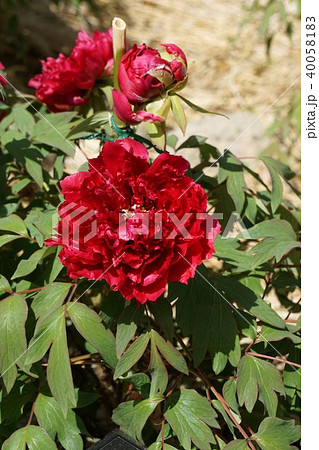 牡丹の花・満天紅 牡丹の花・満天紅 40058183