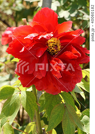 牡丹の花・芳紀 40060182
