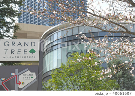 武蔵小杉　グランドツリーの桜 40061607