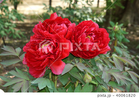 牡丹の花・太陽 40061820