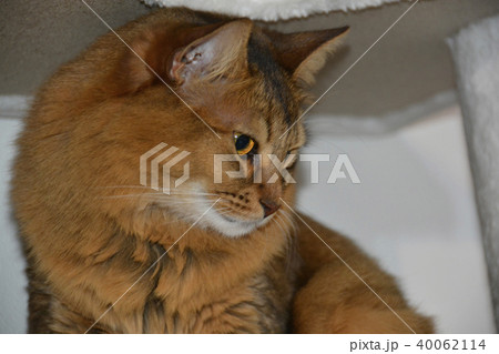 猫 長毛種 猫 長毛種 40062114