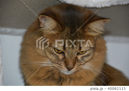 猫　長毛種 40062115