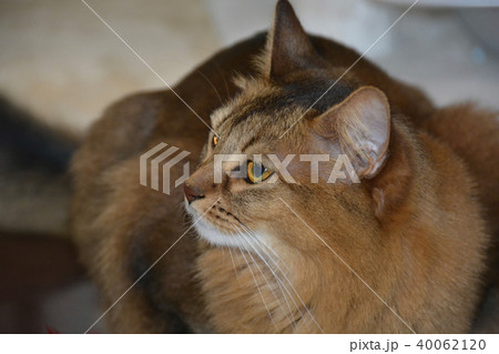猫 長毛種 猫 長毛種 40062120