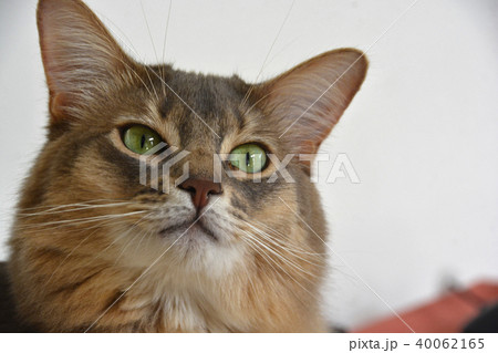 猫　長毛種 40062165