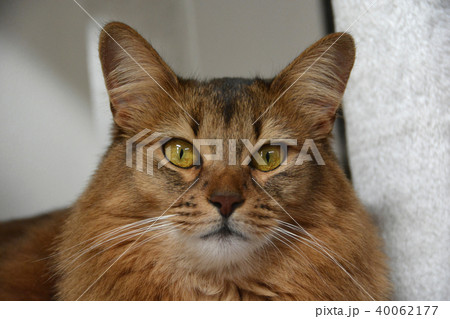 猫 長毛種 猫 長毛種 40062177