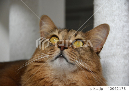 猫　長毛種 40062178