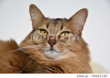 猫　長毛種 40062180