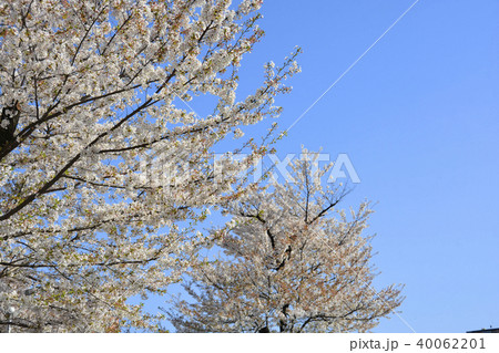 桜 桜 40062201