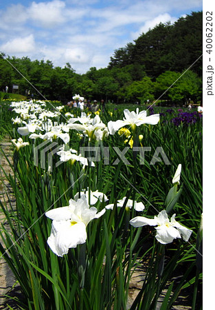五十公野公園あやめ園 40062202