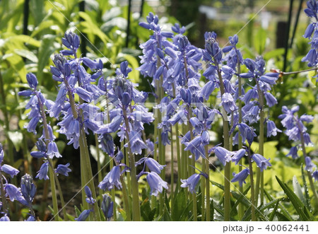 スキラ・ヒスバニカ 青色花 スキラ・ヒスバニカ 青色花 40062441