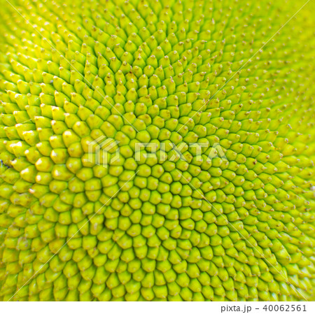 Texture of Jackfruit 40062561