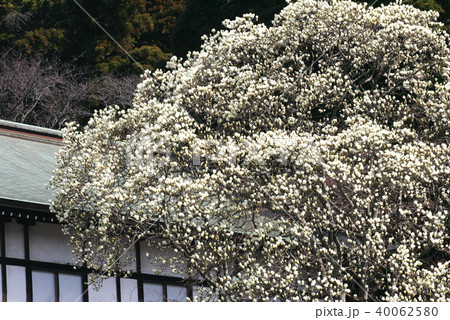花の寺遊行寺 40062580