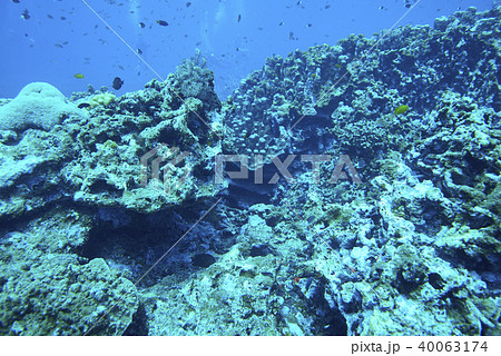 Fish on underwater coral reef 40063174