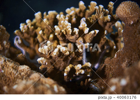 Fish on underwater coral reef 40063176