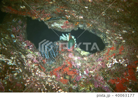 Fish on underwater coral reef 40063177