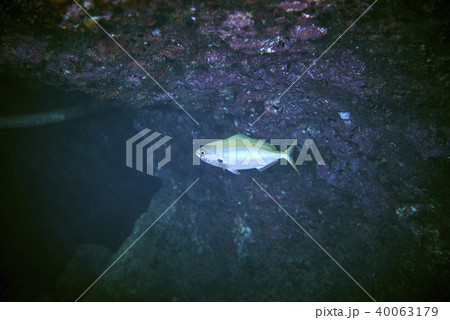 small toothed Jobfish 40063179