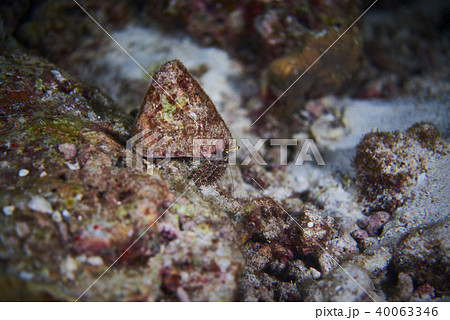 Fish on underwater coral reef 40063346