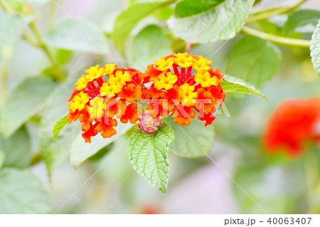 三鷹中原に咲くランタナ 40063407