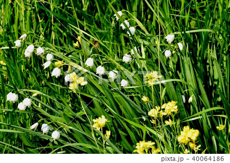 三鷹仙川河岸草地に咲くスノーフレーク 40064186