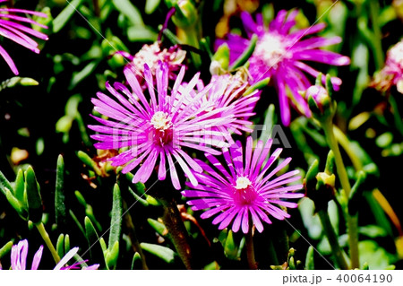 三鷹中原に咲くマツバギク 40064190