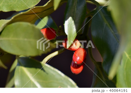 仙川遊歩道のアオキの実 40064191