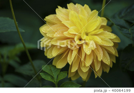 Dahlia flowers blooming Dahlia flowers blooming 40064199