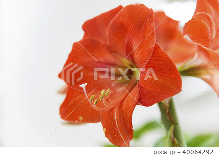 Lilium longiflorum flower 40064292