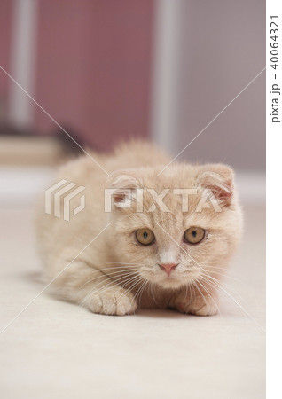 ねこ 40064321