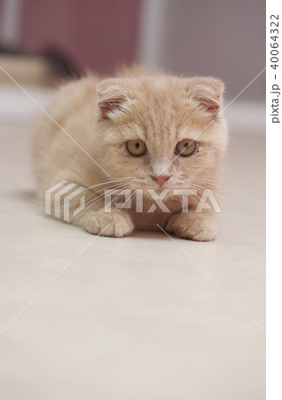 ねこ ねこ 40064322