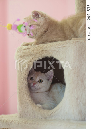 ねこ 40064333
