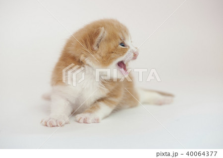 ねこ 40064377