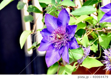 三鷹中原に咲くクレマチス 40064479