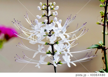 三鷹中原に咲くネコノヒゲ 40064480