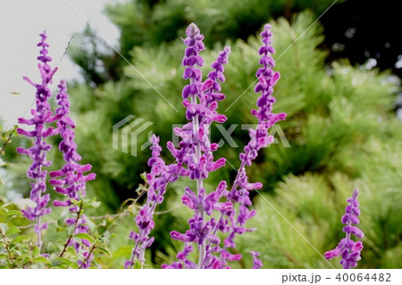 三鷹中原に咲くアメジストセージ 40064482