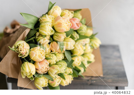Tulips of pastel yellow color. Big buds. Floral natural backdrop. Unusual flowers, unlike the others Tulips of pastel yellow color. Big buds. Floral natural backdrop. Unusual flowers, unlike the others 40064832
