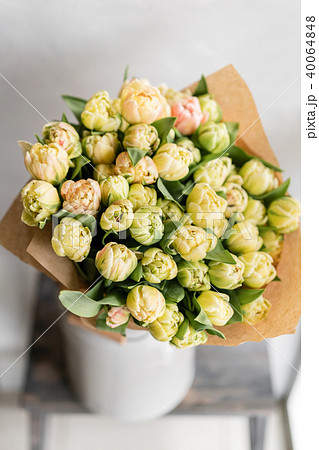 Tulips of pastel yellow color. Big buds of multicoloured tulips. Floral natural backdrop. Bicolour Tulips of pastel yellow color. Big buds of multicoloured tulips. Floral natural backdrop. Bicolour 40064848