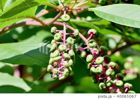 三鷹中原になるヨウシュヤマゴボウ 40065067