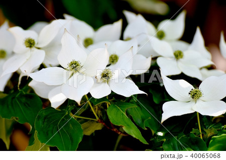 三鷹中原に咲くヤマボウシ 三鷹中原に咲くヤマボウシ 40065068