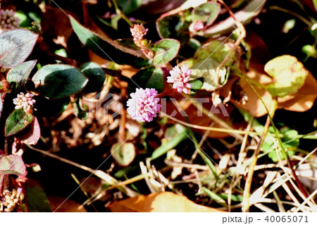 三鷹中原に咲くピンクのヒメツルソバ 40065071