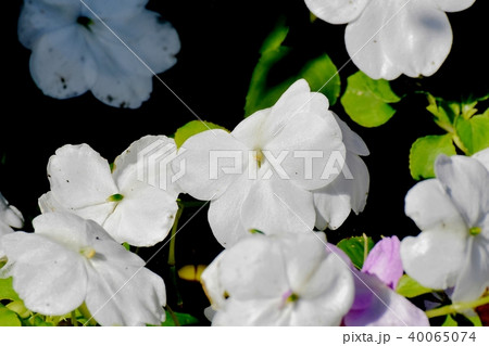 三鷹中原に咲くアフリカホウセンカ 40065074