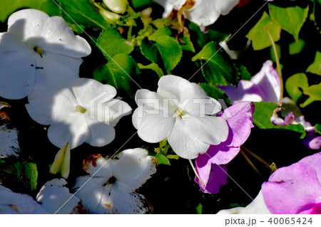 三鷹中原に咲くアフリカホウセンカ 三鷹中原に咲くアフリカホウセンカ 40065424