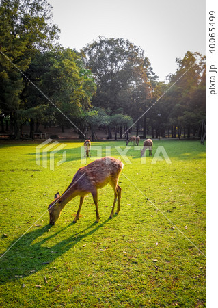 Sika deers in Nara Park, Japan 40065499
