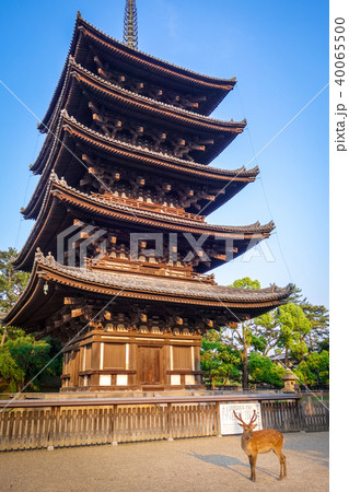 Deer in front of kofuku-ji pagoda, Nara, Japan 40065500