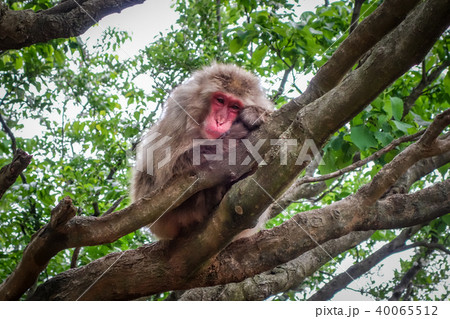 Japanese macaque on tree, Iwatayama, Kyoto, Japan 40065512