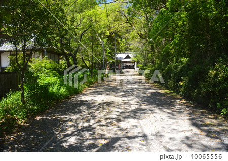 秦神社へと続く道（高知県高知市長浜） 40065556
