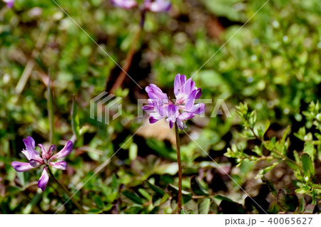 三鷹仙川隣接公園に咲くレンゲ 40065627